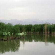 ǧ